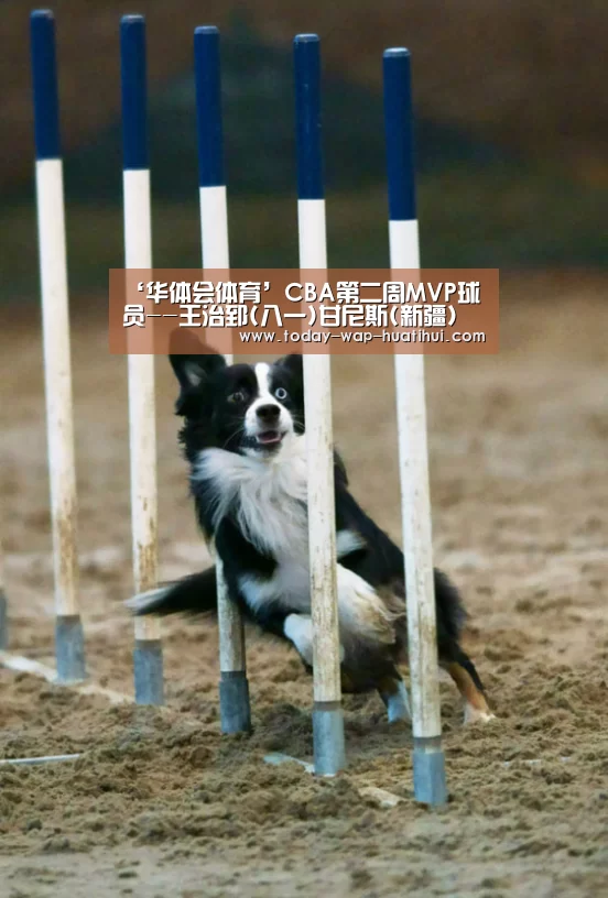 华体会体育